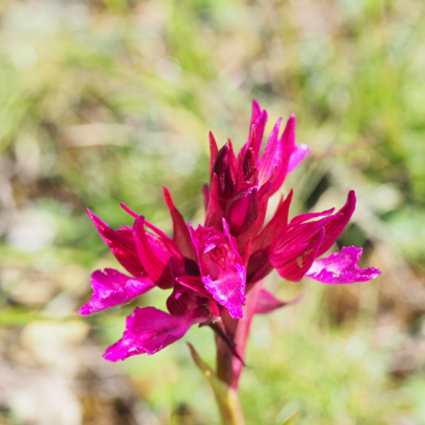 Anacamptis papillonacea